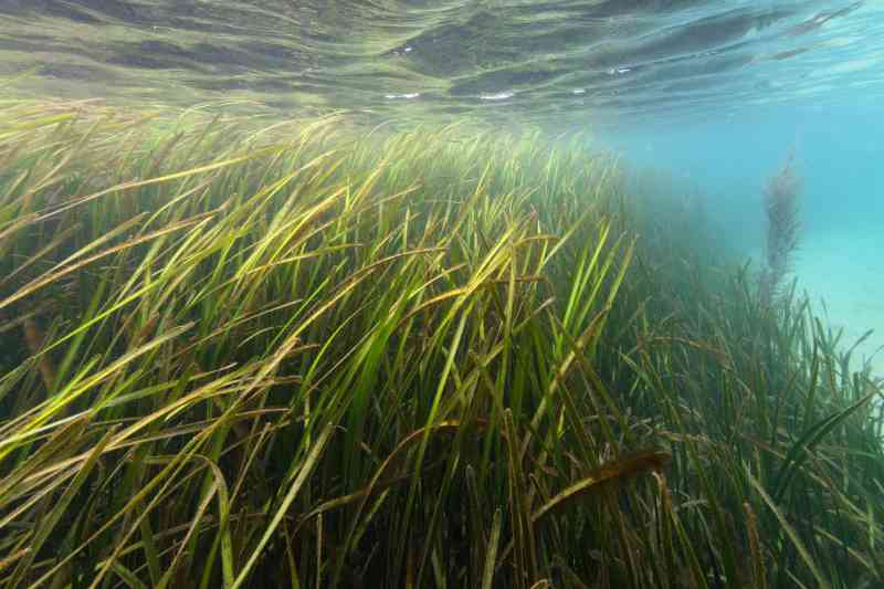 La contaminación del agua ha provocado que Gran Bretaña pierda la mitad de sus prados de hierba marina desde 1985